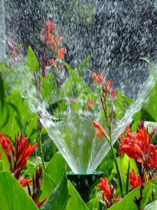 A vertical shot of irrigation sprinkler watering Indian shot plants